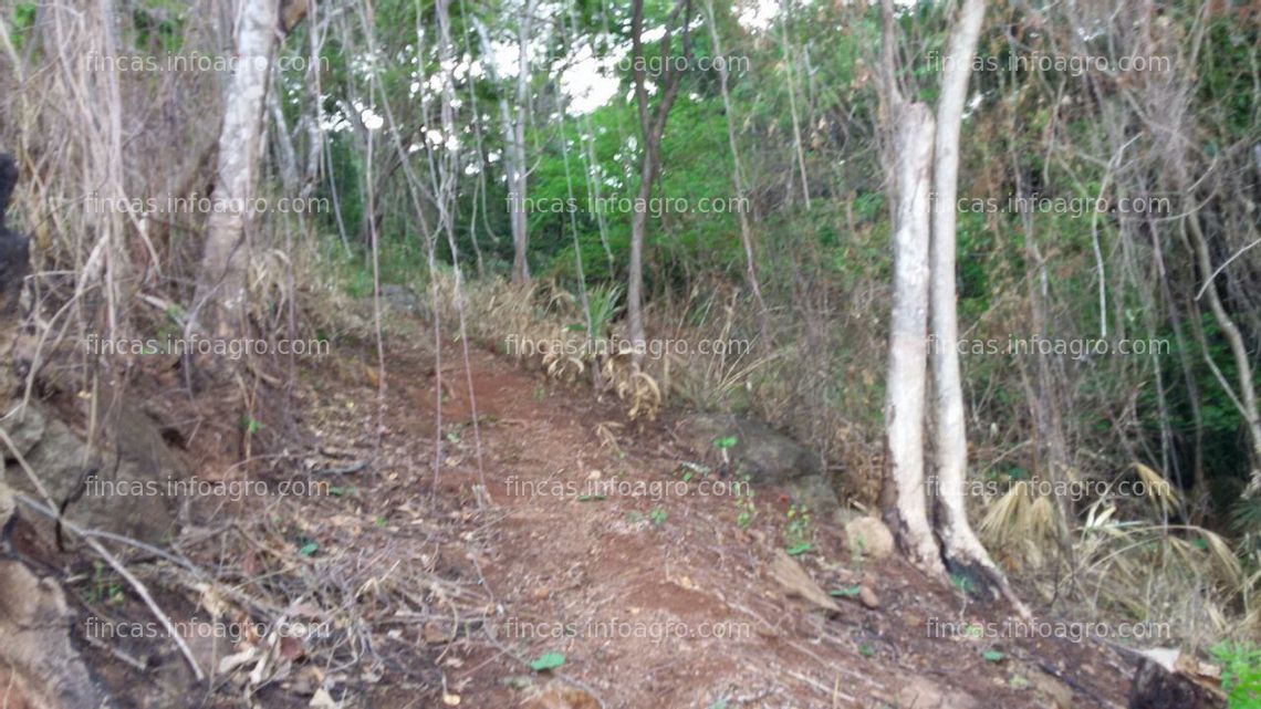 Fotos de A la venta finca de 4 hectáreas Veracruz a 15 minutos de la cuidad 