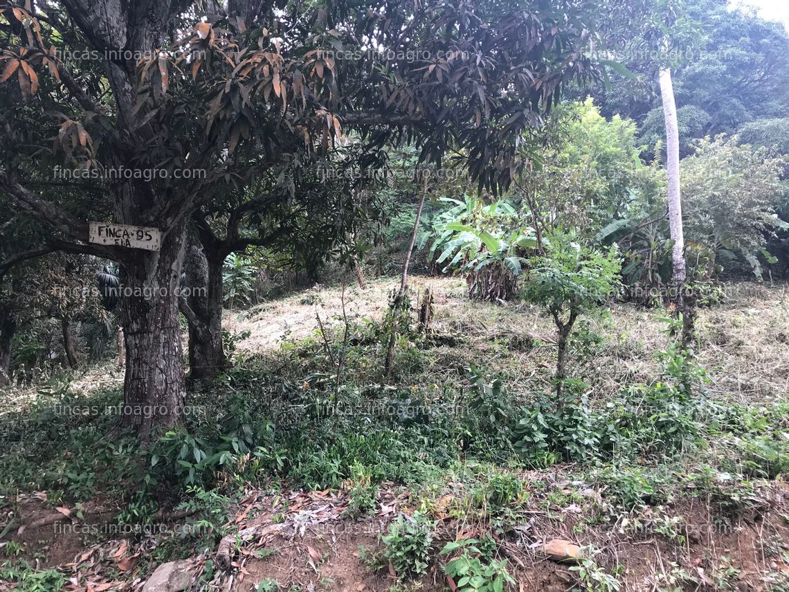 Fotos de A la venta finca de 4 hectáreas Veracruz a 15 minutos de la cuidad 