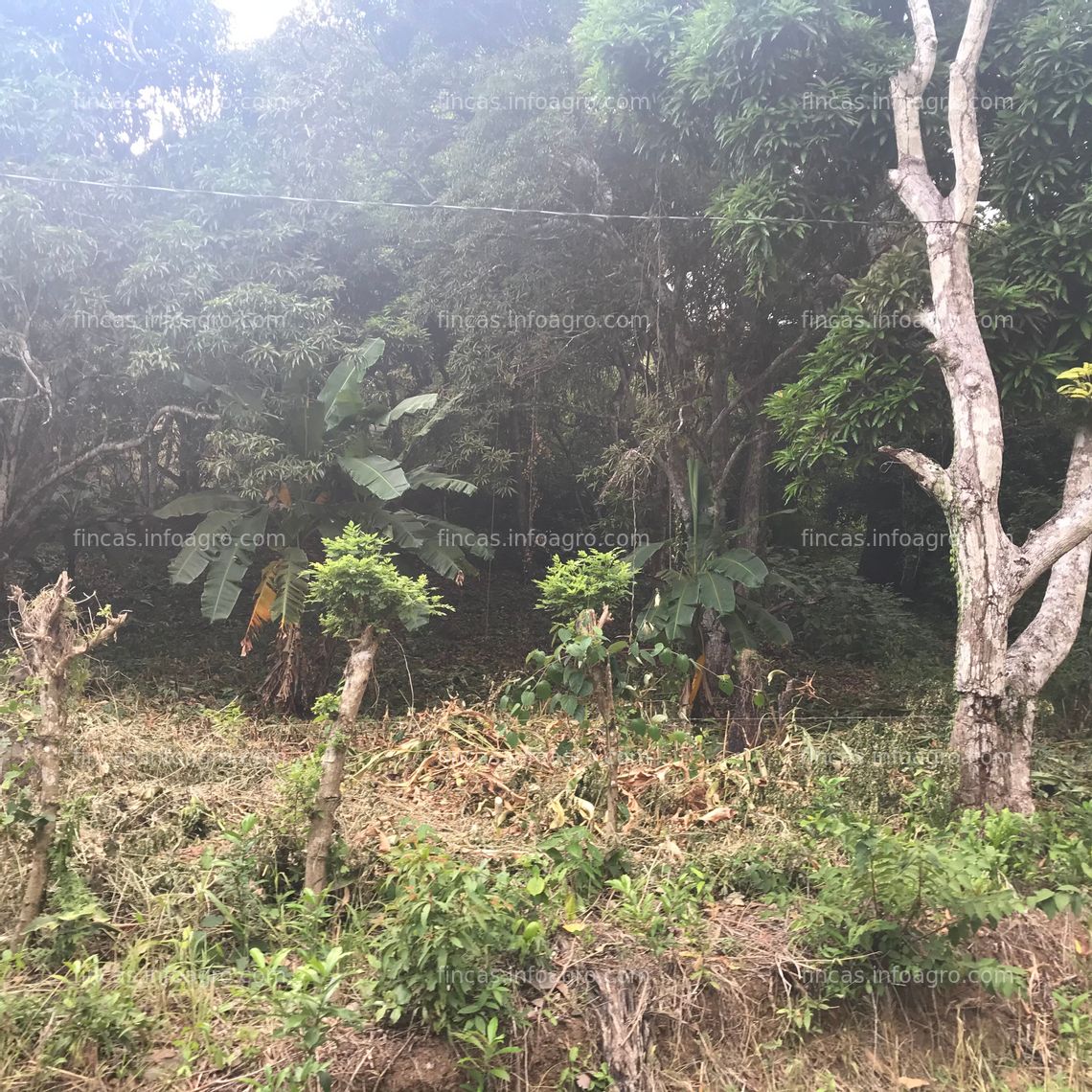 Fotos de A la venta finca de 4 hectáreas Veracruz a 15 minutos de la cuidad 