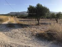 Fotos de Se alquila parcela rústica con olivos y almendros