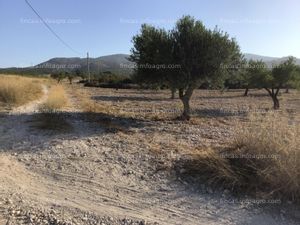 Se alquila parcela rústica con olivos y almendros