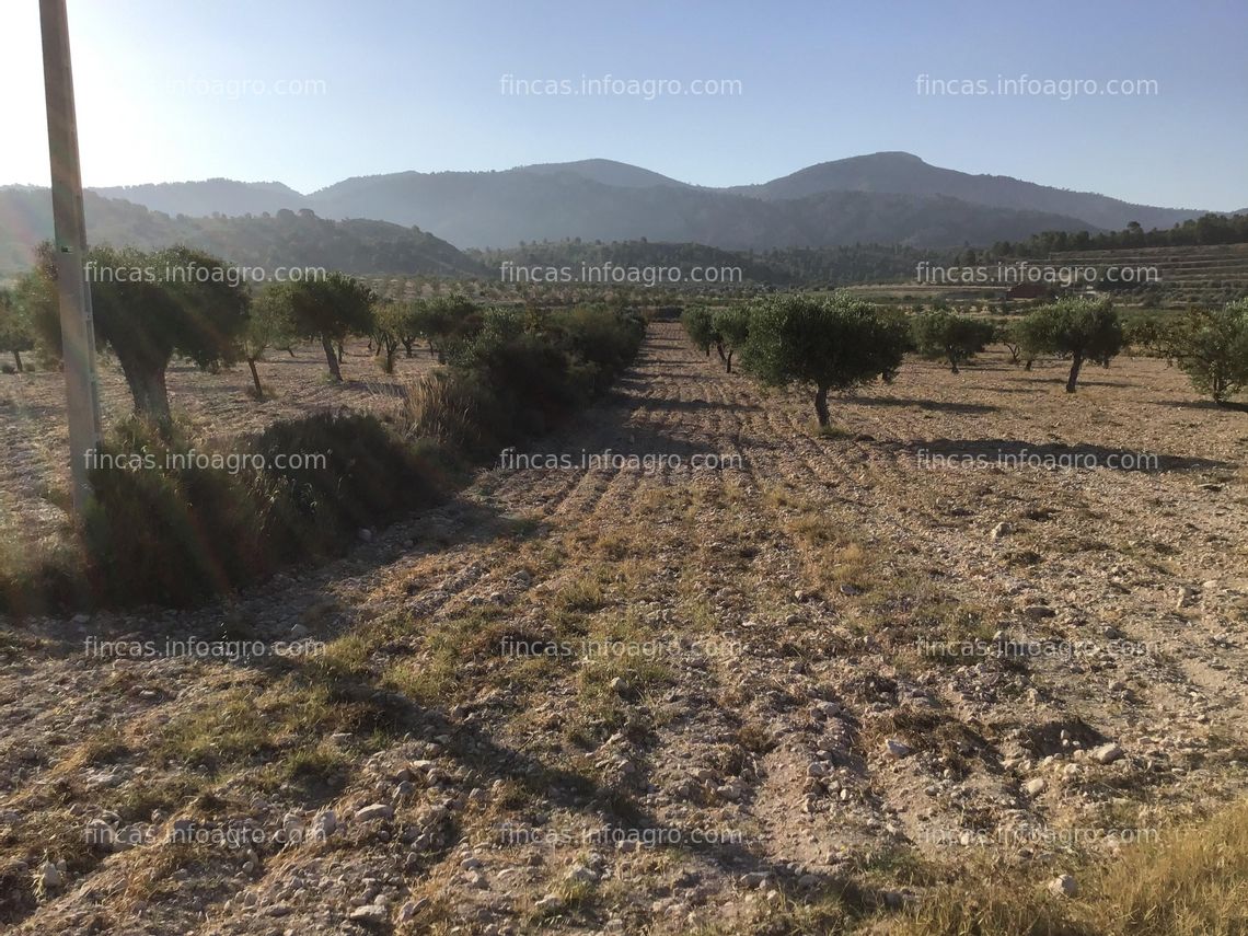 Fotos de Se alquila parcela rústica con olivos y almendros