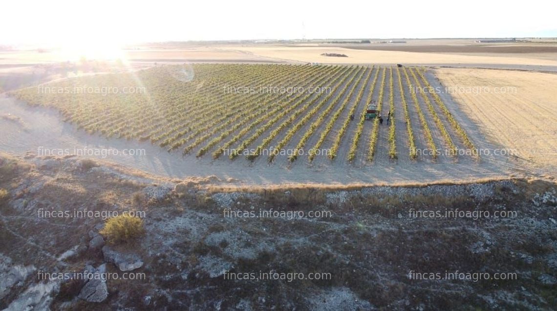 Fotos de Se vende viñedos y parcelas para plantar D.O. Ribera del Duero