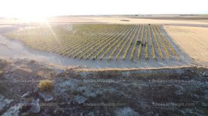 Vendo VIÑEDOS EN ESPALDERA RIBERA DE DUERO  ZONA DE PEÑAFIEL 