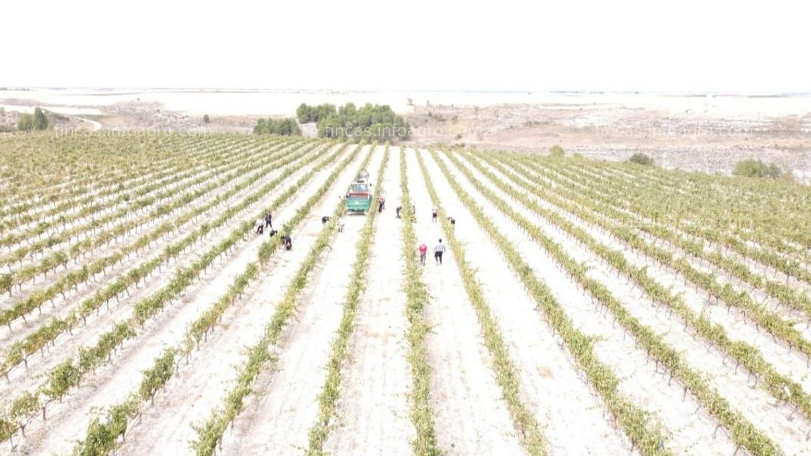 Fotos de Vendo VIÑEDOS EN ESPALDERA RIBERA DE DUERO  ZONA DE PEÑAFIEL 