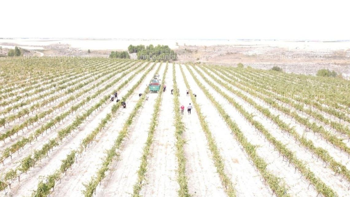 Fotos de Se vende viñedos y parcelas para plantar D.O. Ribera del Duero