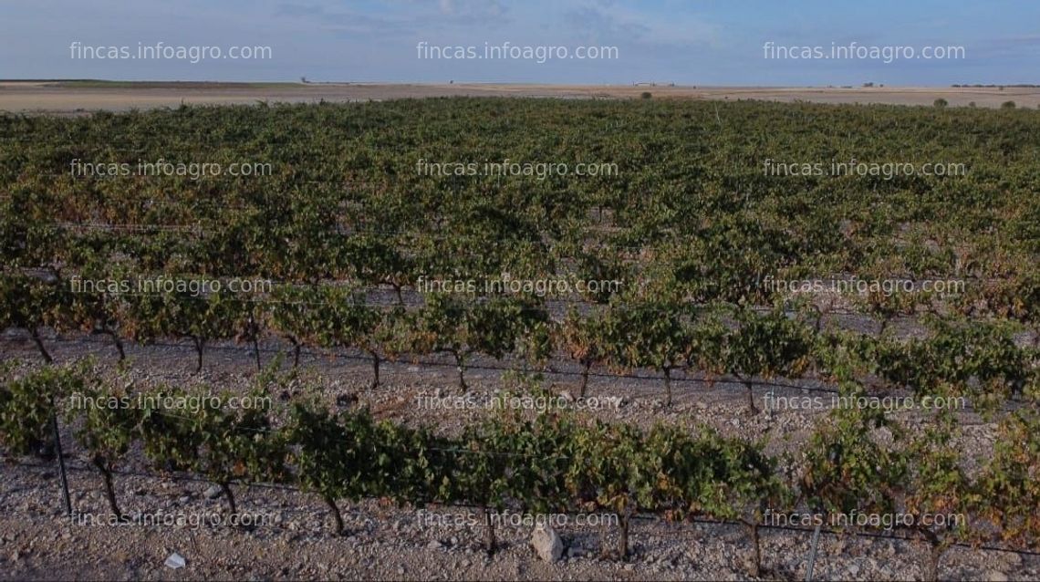 Fotos de A la venta viñedos y parcelas para plantar D.O. Ribera del Duero