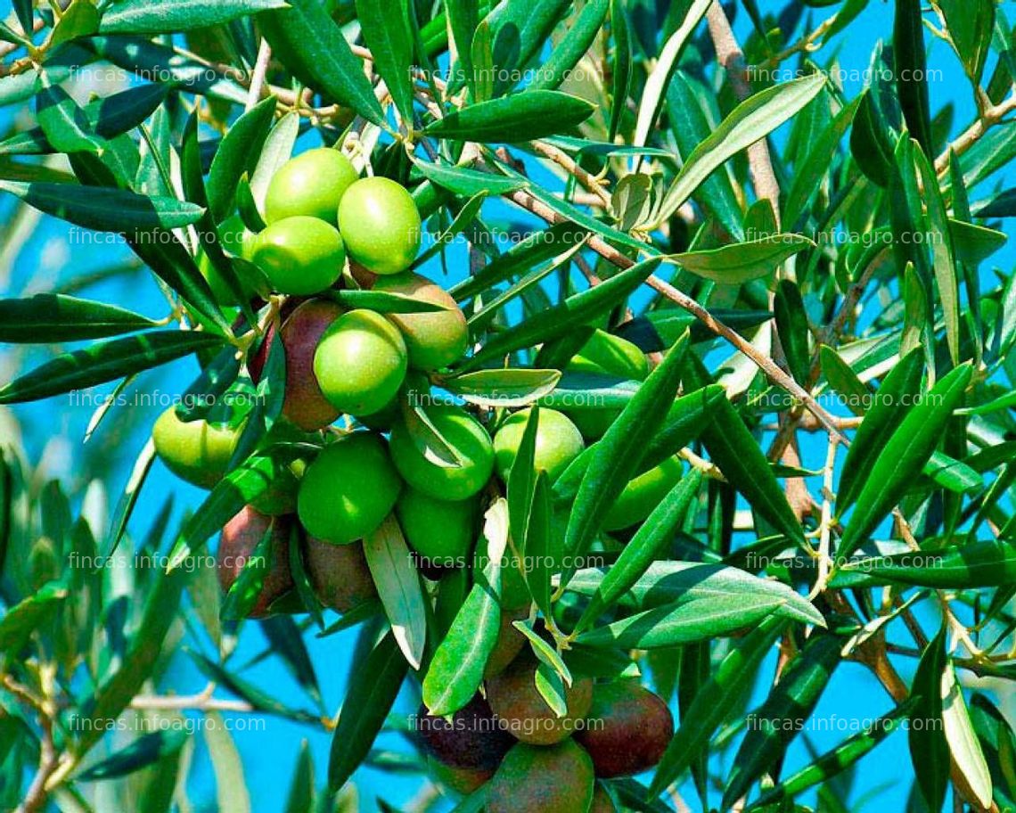 Fotos de En venta  finca olivar de 380 hectáreas 