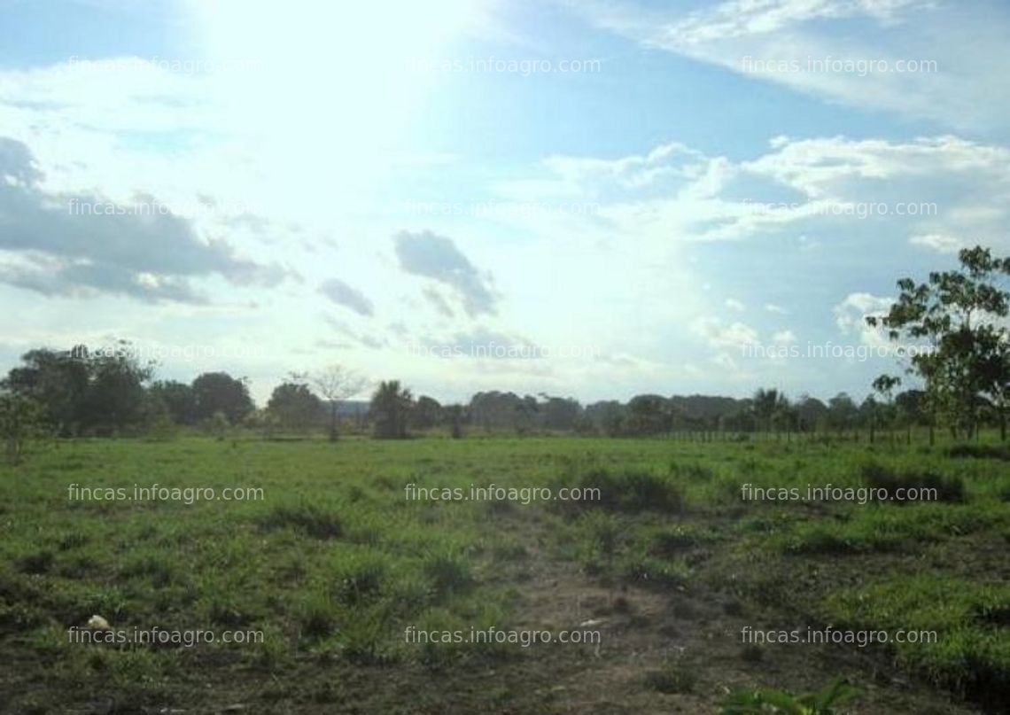Fotos de Compro terreno agricola en Ucayali