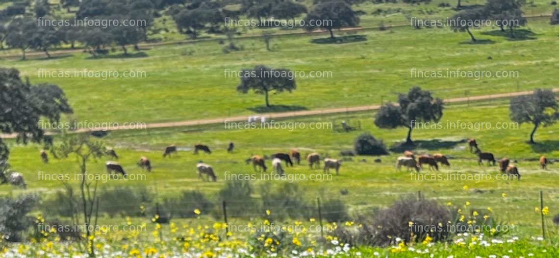 Fotos de A la venta Gran finca señorial a 57 Km. de Sevilla