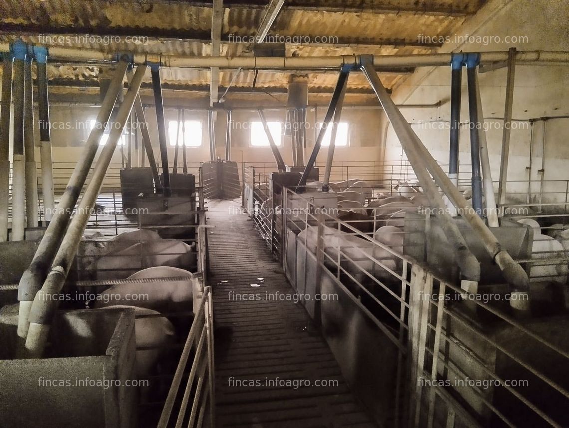 Fotos de A la venta ¡Oportunidad Única en Pesquera de Duero, Valladolid!  Esta granja porcina en pleno funcionamiento es el sueño hecho realidad para cualquier emprendedor del sector agrícola. ¡No dejes escapar esta oportunidad única de inversión!
