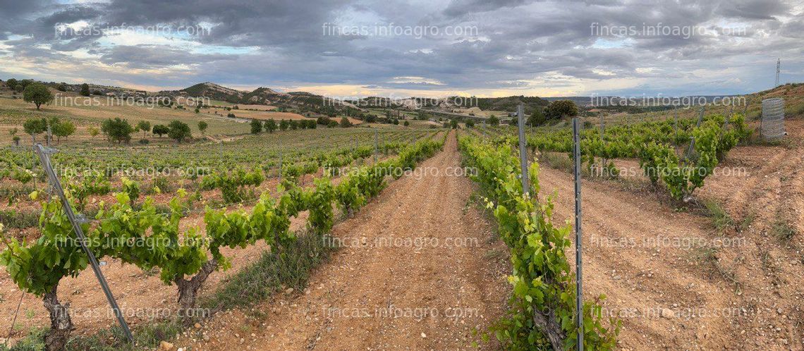 Fotos de Se vende viñedo ecológico certificado D.O. Ribera del Duero