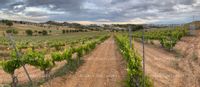 Fotos de Se vende viñedo ecológico certificado D.O. Ribera del Duero