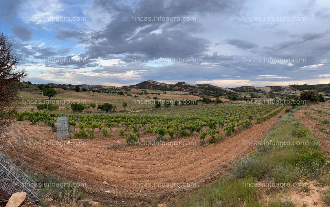 Fotos de Se vende viñedo ecológico certificado D.O. Ribera del Duero