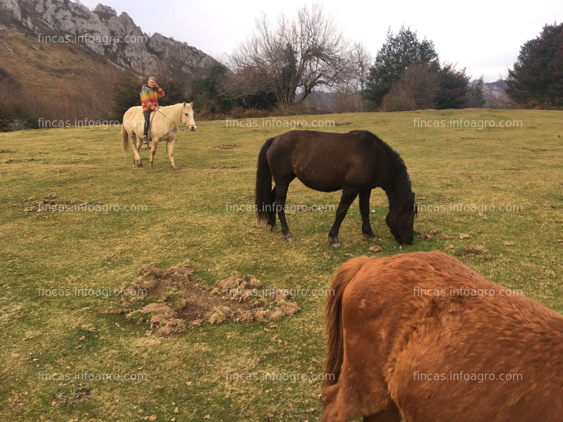 Fotos de Compro más de 5ha para vivir con caballos