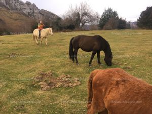 Compro más de 5ha para vivir con caballos