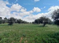 Fotos de Se vende Finca Rústica de Olivar y Cereal 2.3Ha 18.500€