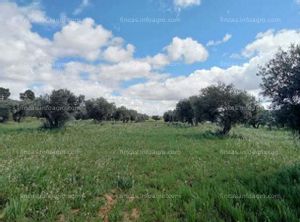 Se vende Finca Rústica de Olivar y Cereal 2.3Ha 18.500€