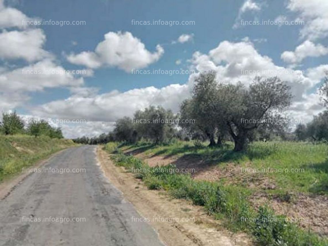 Fotos de Se vende Finca Rústica de Olivar y Cereal 2.3Ha 18.500€