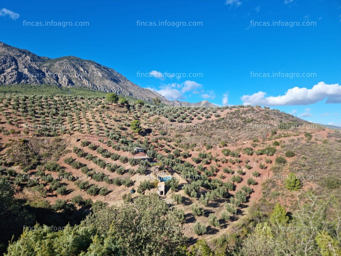 Fotos de Se vende Finca de olivos con cortijo
