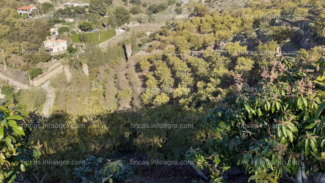 Fotos de A la venta finca de subtropicales, aguacates y mangos en Motril, Granada