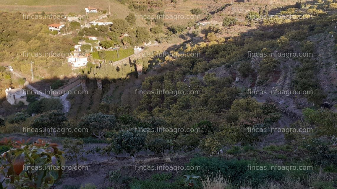 Fotos de A la venta finca de subtropicales, aguacates y mangos en Motril, Granada