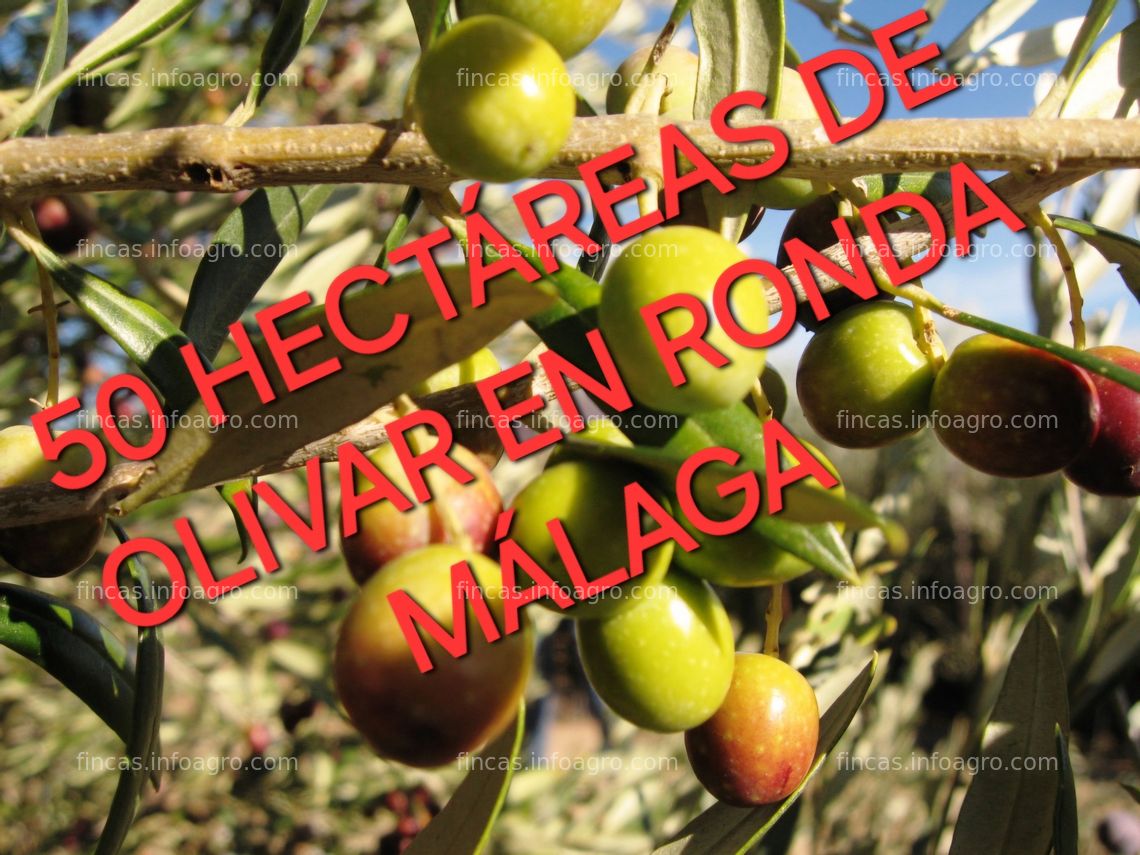 Fotos de Se vende Gran finca de olivar en Ronda, Málaga 