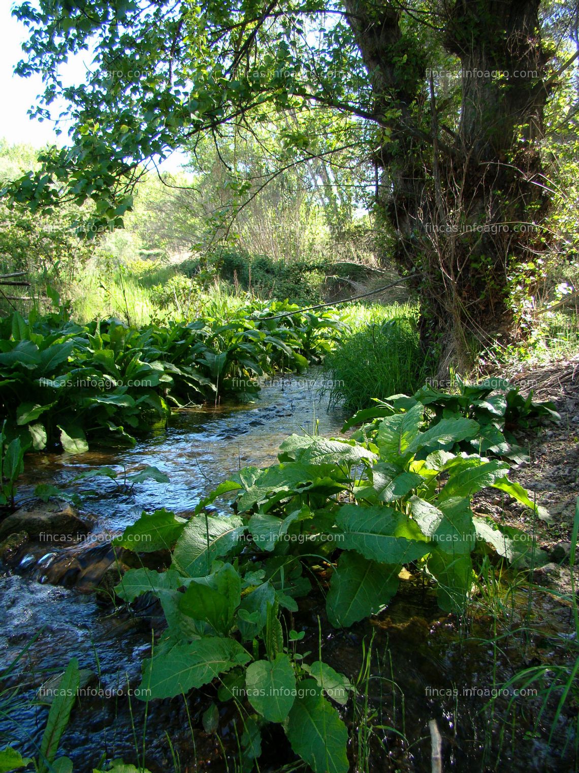 Fotos de En venta  Finca rústica y caserío en Torremanzanas (Alicante)