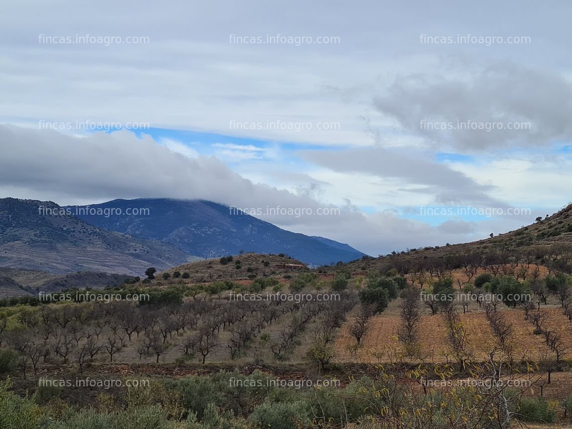 Fotos de A la venta Parcela rústica de almendros