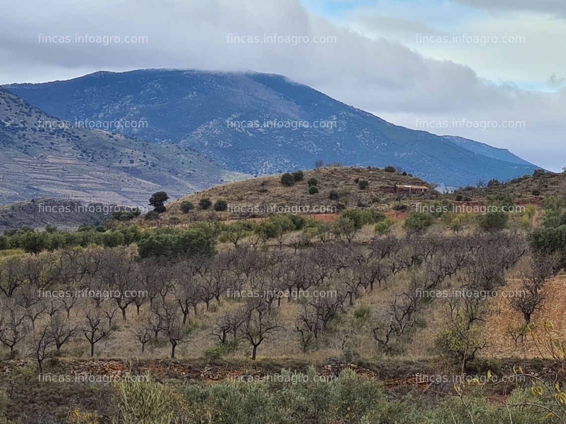 Fotos de A la venta Parcela rústica de almendros