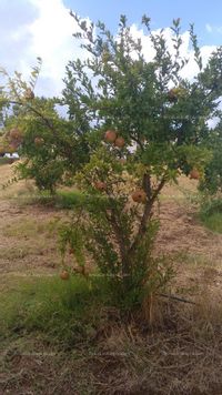 Fotos de En venta  Finca ecológica 5 ha Gibraleón con vivienda