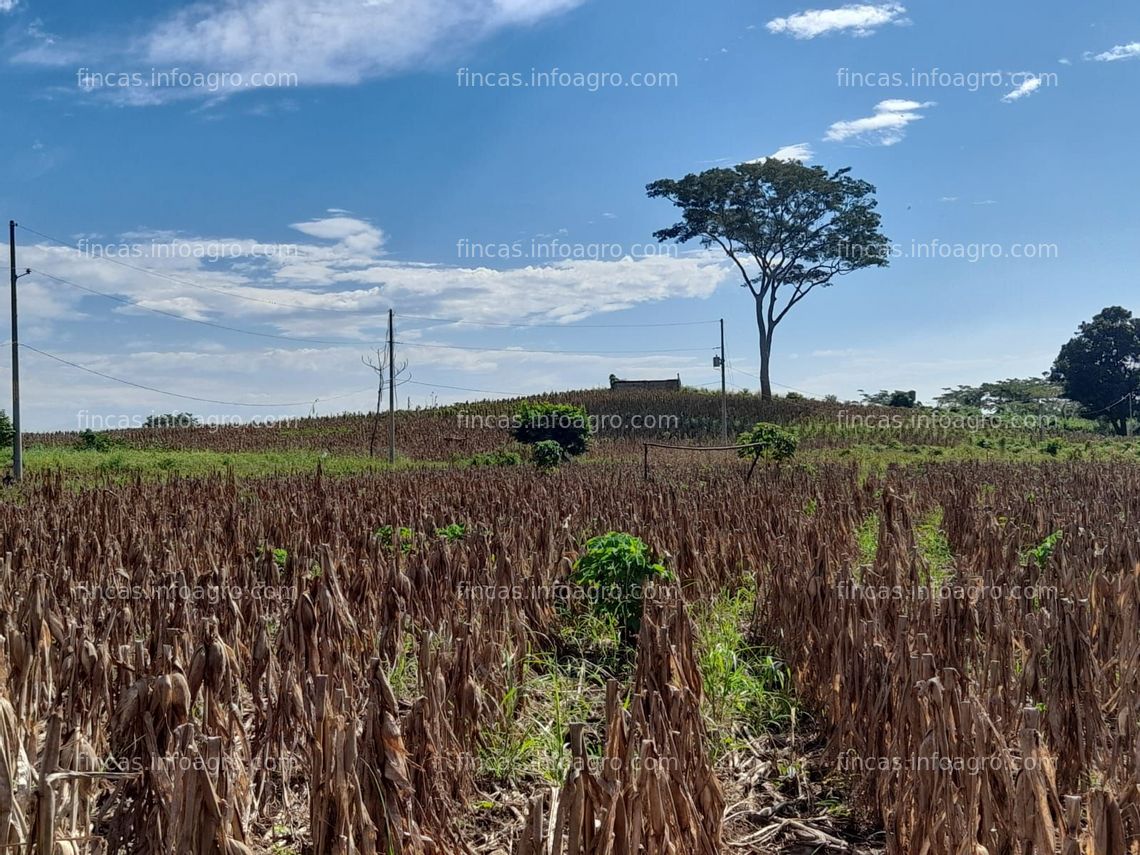 Fotos de Se vende Finca rústica con caña y maiz