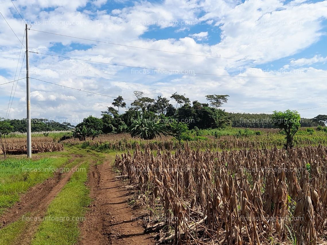 Fotos de Se vende Finca rústica con caña y maiz