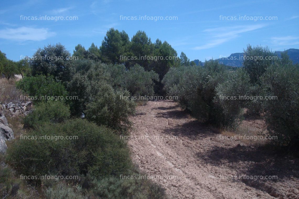 Fotos de Se alquila Parcela rustica con olivos