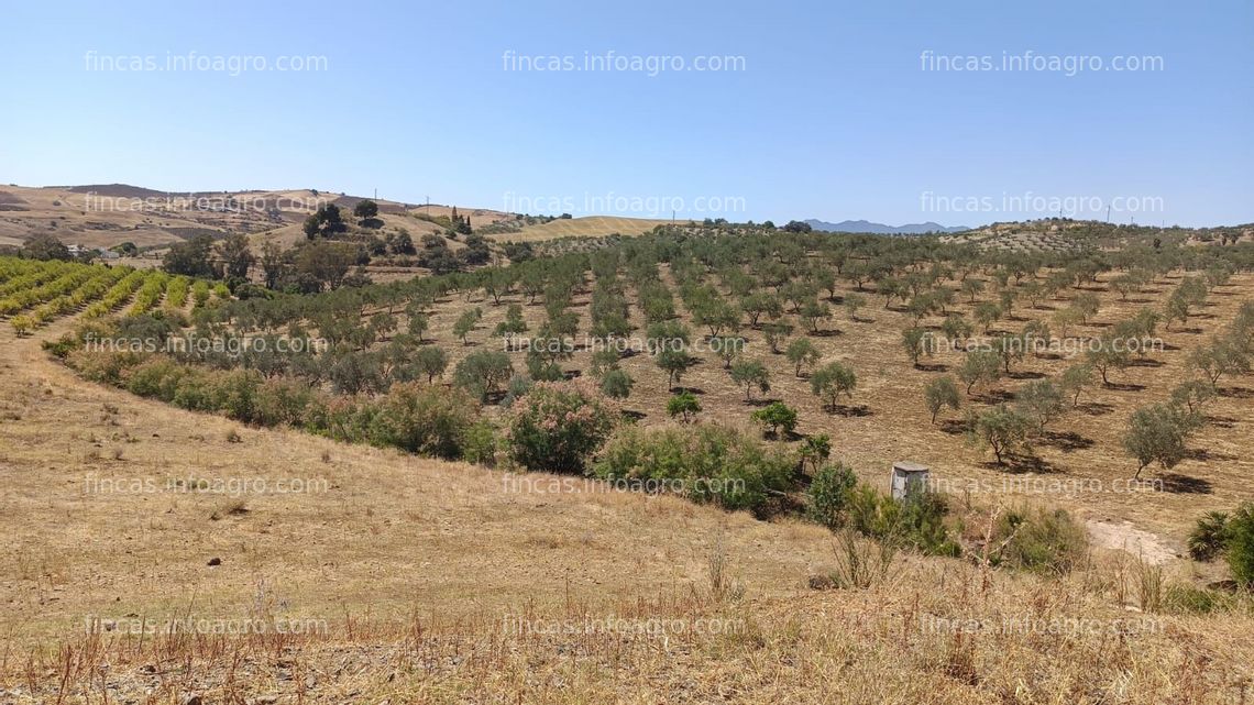 Fotos de En venta  Gran finca de 110.000 m² en producción ecológica de olivos y limones, con casa de 200 m