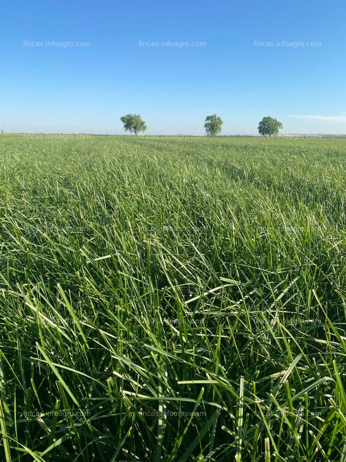 Fotos de Se vende ¡PARA ENTRAR A REGAR! Finca rústica de regadío con cultivo de festuca con Pivot Sectorial puesto en 2020 y generador integrado en la bomba. Año de Cultivo 2021-2030.