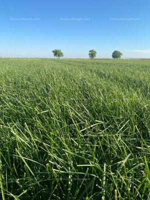 Se vende ¡PARA ENTRAR A REGAR! Finca rústica de regadío con cultivo de alfalfa con Pivot Sectorial puesto en 2022, cobertura de 4 ha y generador integrado en la bomba.