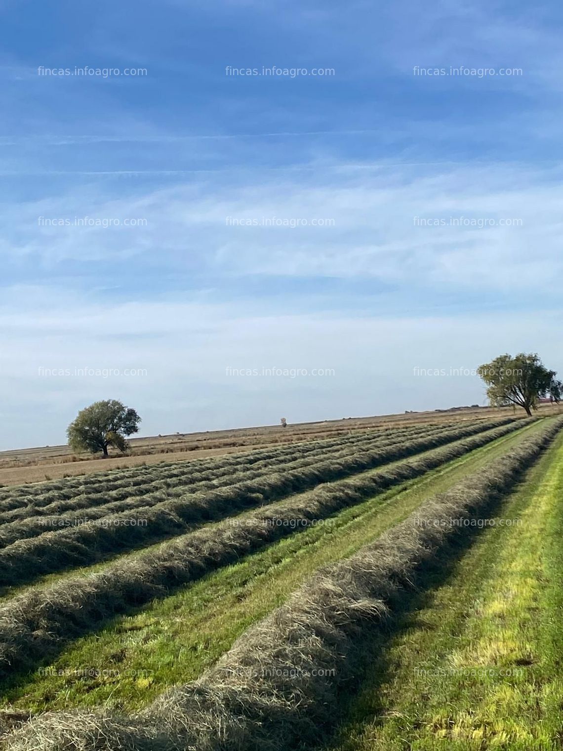 Fotos de Se vende ¡PARA ENTRAR A REGAR! Finca rústica de regadío con cultivo de alfalfa con Pivot Sectorial puesto en 2022, cobertura de 4 ha y generador integrado en la bomba.