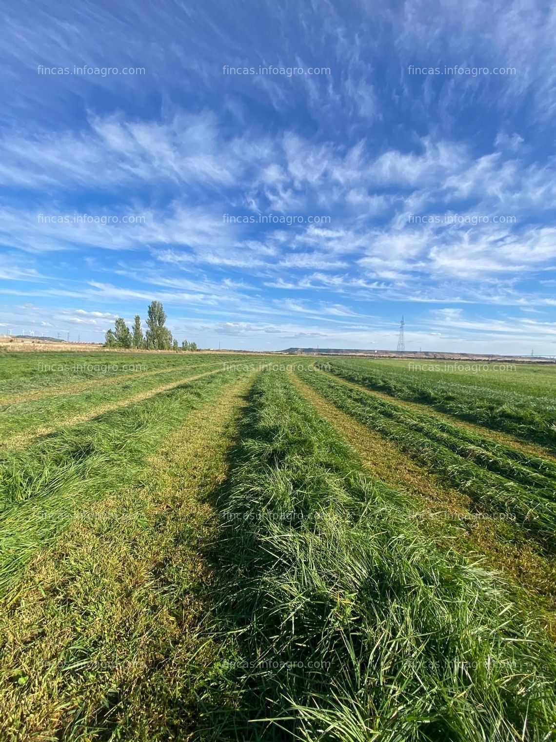 Fotos de Se vende ¡PARA ENTRAR A REGAR! Finca rústica de regadío con cultivo de alfalfa con Pivot Sectorial puesto en 2022, cobertura de 4 ha y generador integrado en la bomba.