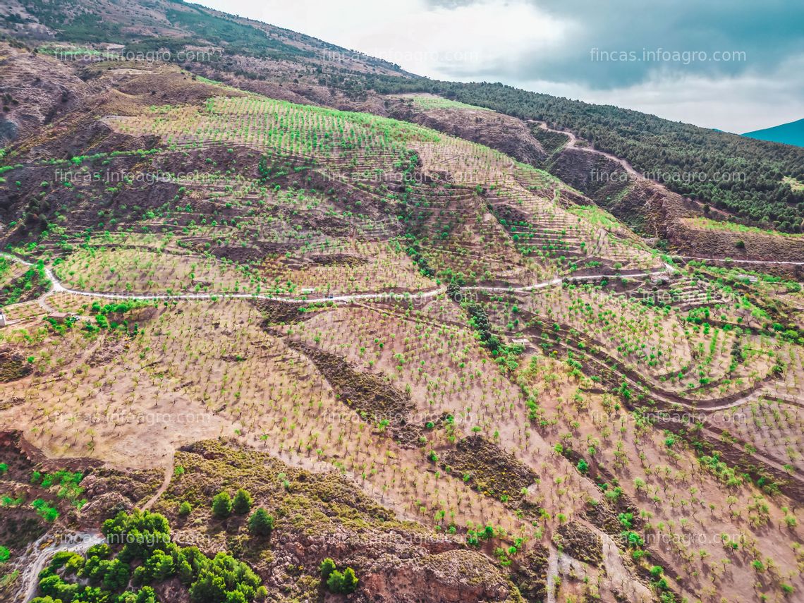 Fotos de A la venta Campo de Almendros "Valle de Lecrín"