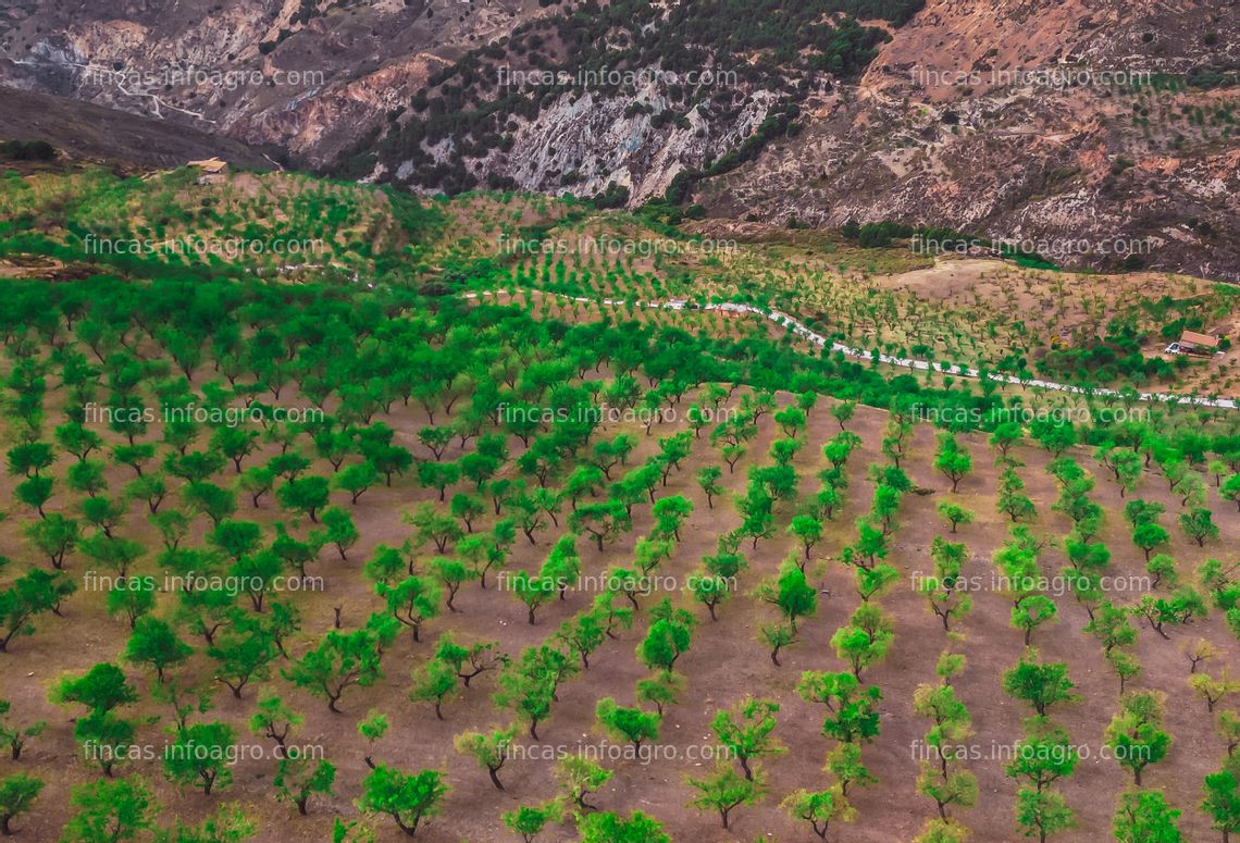 Fotos de A la venta Campo de Almendros "Valle de Lecrín"