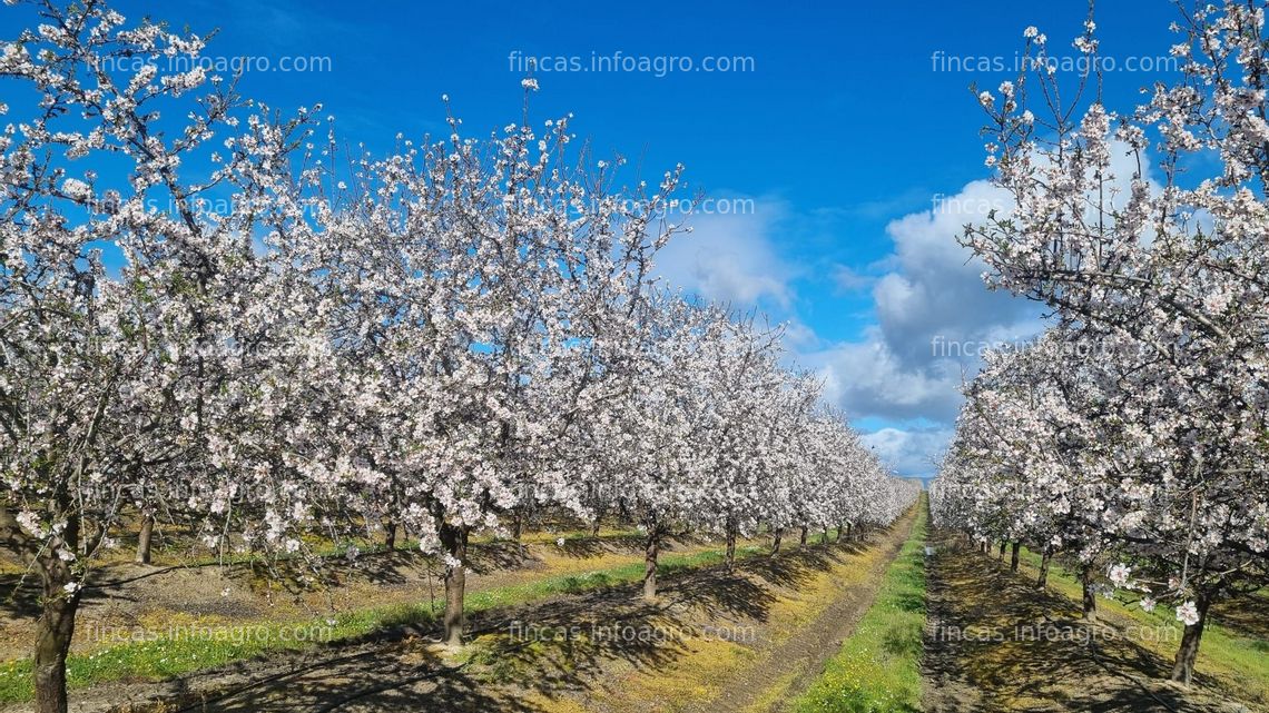 Fotos de En venta  Finca 75 Ha Almendros y Olivos superintensivos 