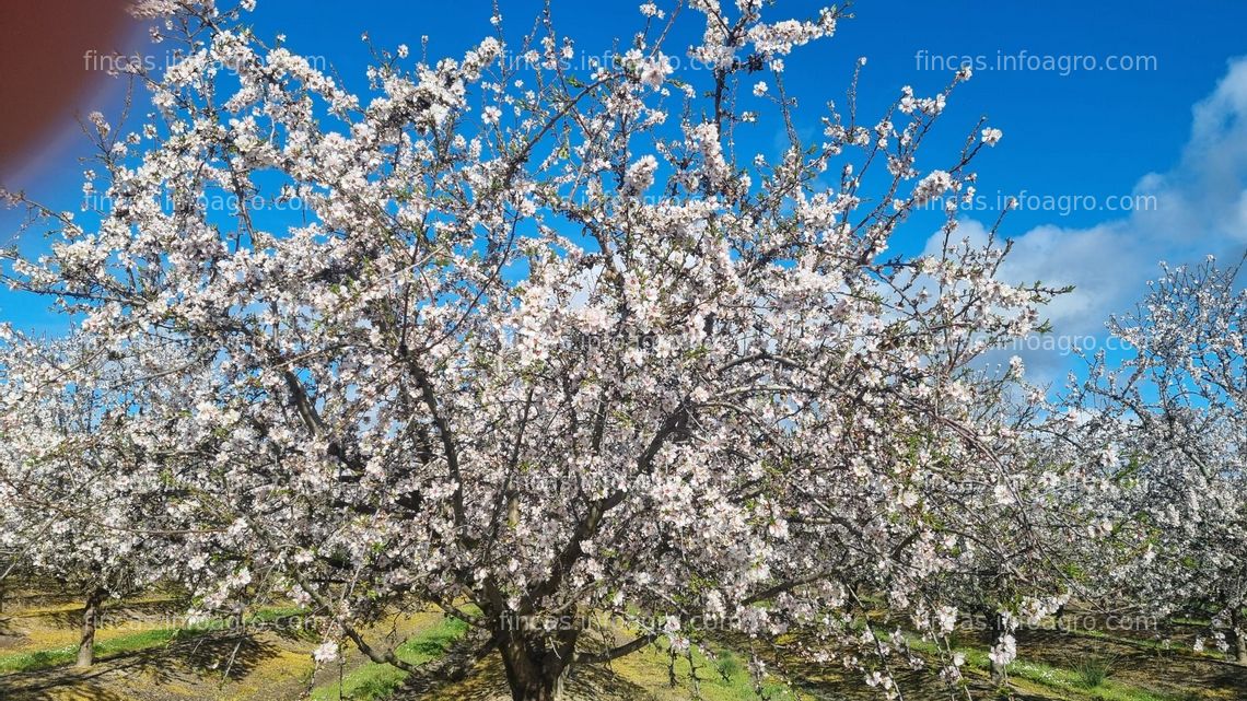 Fotos de En venta  Finca 75 Ha Almendros y Olivos superintensivos 