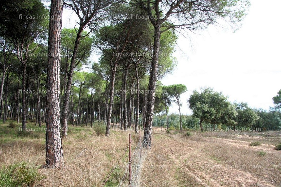 Fotos de En venta  PRECIOSA FINCA DE MÁS DE 500 HECTÁREAS SITUADA A 25 MINUTOS DE SEVILLA CAPITAL.