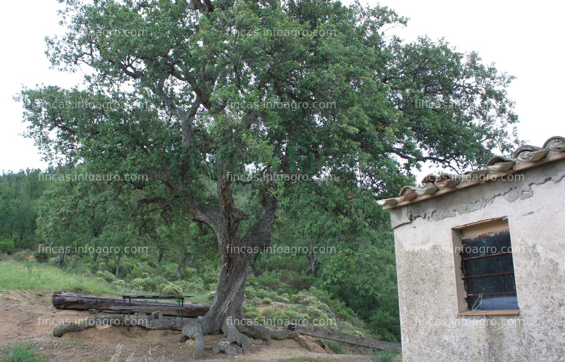 Fotos de Vendo Finca con masia rural con terreno en el Alt Empordà