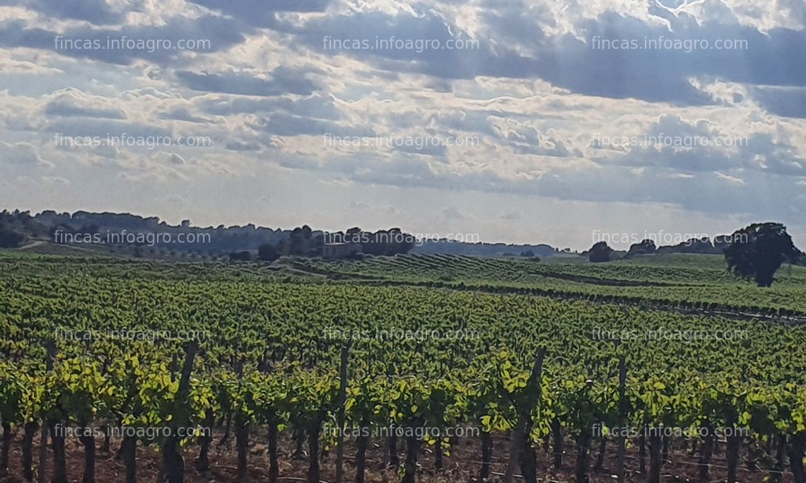 Fotos de Se vende Parcela Rústica con viñas y almendros