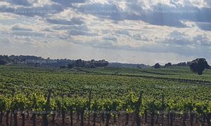 Se vende Parcela Rústica con viñas y almendros