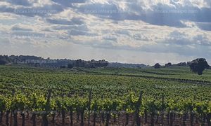 Se vende Parcela Rústica con viñas y almendros