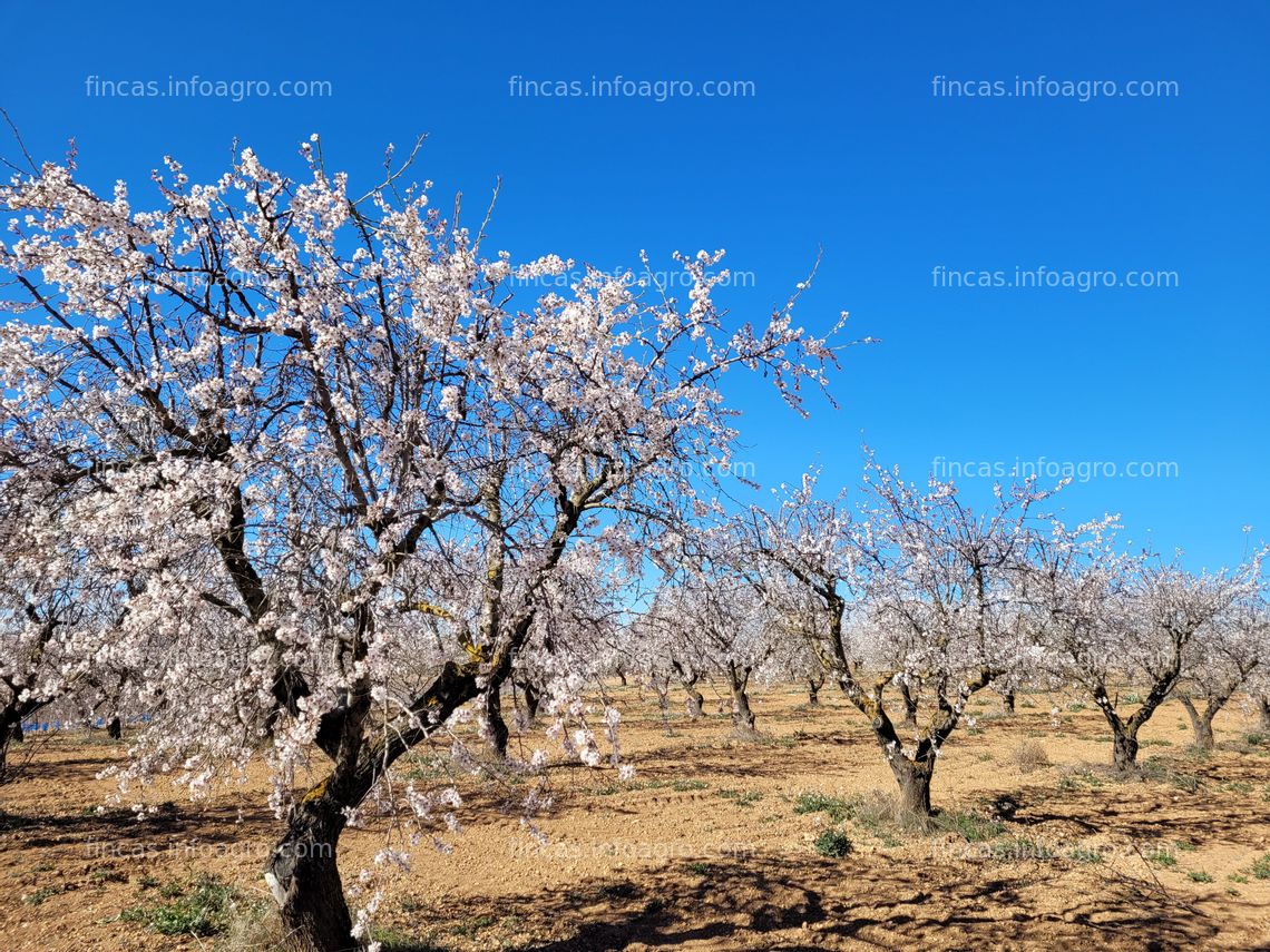 Fotos de Se vende Parcela Rústica con viñas y almendros