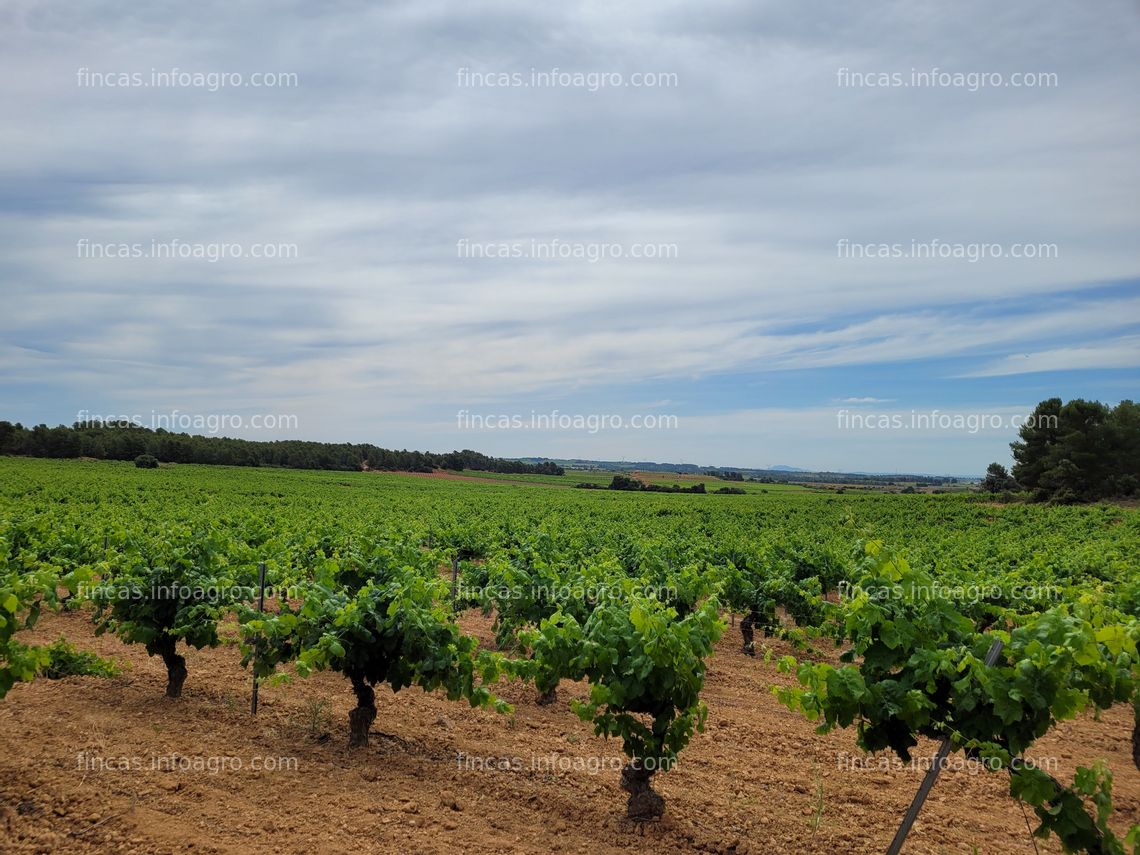 Fotos de Se vende Parcela Rústica con viñas y almendros